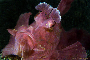 Paddle flap Scorpionfish aka Rhinopias eschmeyeri by Debi Henshaw 